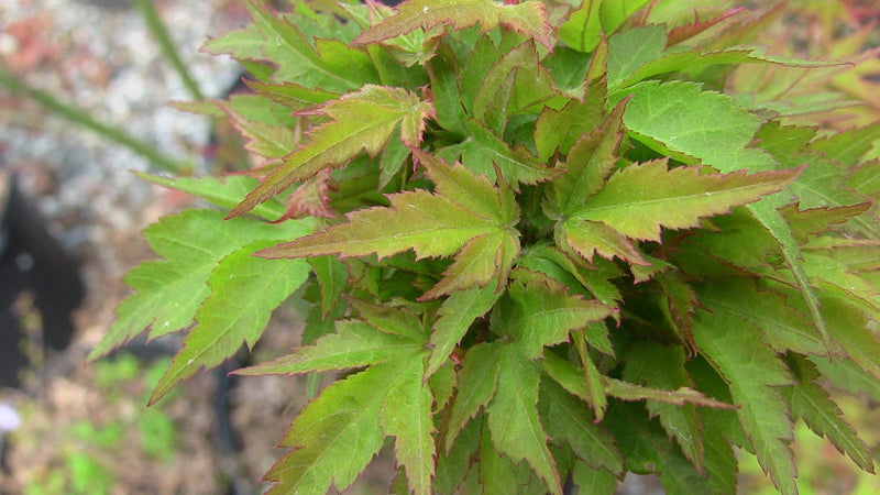 - Acer palmatum 'Hupp's Dwarf' Japanese Maple - Mr Maple │ Buy Japanese Maple Trees