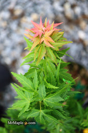 - Acer palmatum 'Hupp's Dwarf' Japanese Maple - Mr Maple │ Buy Japanese Maple Trees