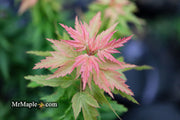 - Acer palmatum 'Hupp's Dwarf' Japanese Maple - Mr Maple │ Buy Japanese Maple Trees