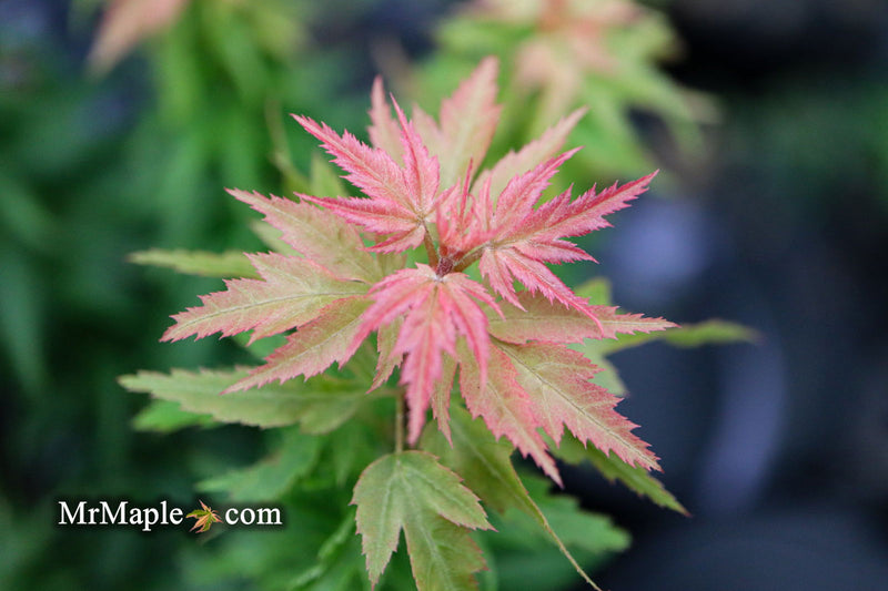 - Acer palmatum 'Hupp's Dwarf' Japanese Maple - Mr Maple │ Buy Japanese Maple Trees