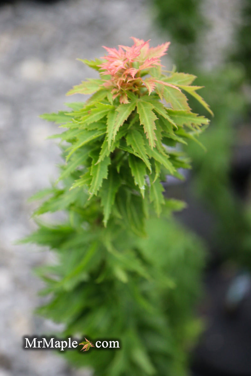 - Acer palmatum 'Hupp's Dwarf' Japanese Maple - Mr Maple │ Buy Japanese Maple Trees