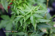 - Acer palmatum 'Hupp's Dwarf' Japanese Maple - Mr Maple │ Buy Japanese Maple Trees