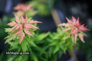 - Acer palmatum 'Hupp's Dwarf' Japanese Maple - Mr Maple │ Buy Japanese Maple Trees