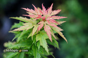 - Acer palmatum 'Hupp's Dwarf' Japanese Maple - Mr Maple │ Buy Japanese Maple Trees