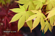 - Acer palmatum 'Ichigyoji' Japanese Maple - Mr Maple │ Buy Japanese Maple Trees