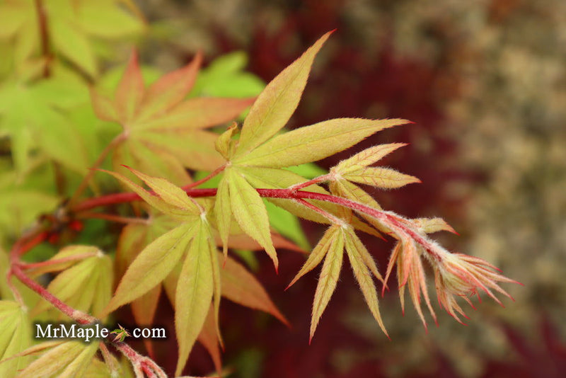 - Acer palmatum 'Ichigyoji' Japanese Maple - Mr Maple │ Buy Japanese Maple Trees