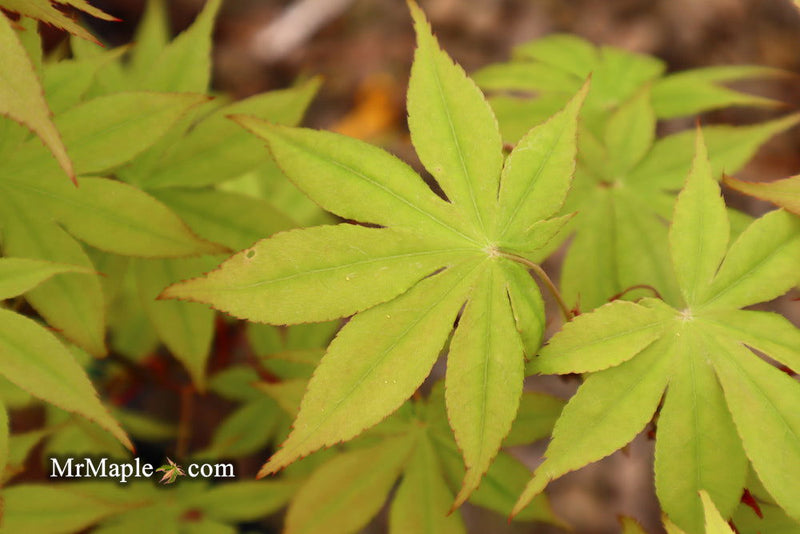 - Acer palmatum 'Ichigyoji' Japanese Maple - Mr Maple │ Buy Japanese Maple Trees