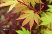 - Acer palmatum 'Ichigyoji' Japanese Maple - Mr Maple │ Buy Japanese Maple Trees