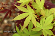 - Acer palmatum 'Ichigyoji' Japanese Maple - Mr Maple │ Buy Japanese Maple Trees