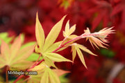- Acer palmatum 'Ichigyoji' Japanese Maple - Mr Maple │ Buy Japanese Maple Trees
