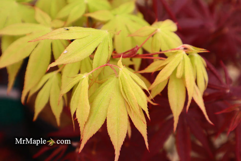 - Acer palmatum 'Ichigyoji' Japanese Maple - Mr Maple │ Buy Japanese Maple Trees