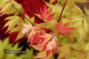 - Acer palmatum 'Ichigyoji' Japanese Maple - Mr Maple │ Buy Japanese Maple Trees