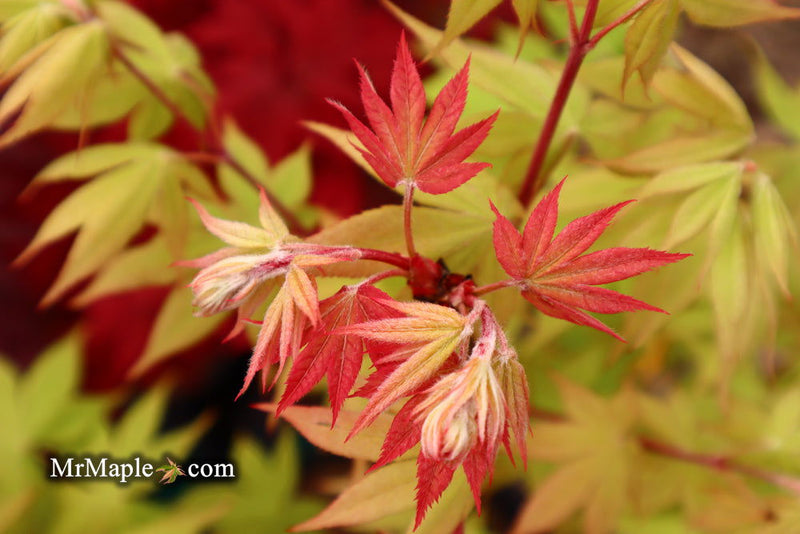 - Acer palmatum 'Ichigyoji' Japanese Maple - Mr Maple │ Buy Japanese Maple Trees