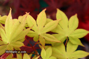- Acer palmatum 'Ichigyoji' Japanese Maple - Mr Maple │ Buy Japanese Maple Trees