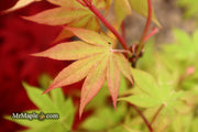 - Acer palmatum 'Ichigyoji' Japanese Maple - Mr Maple │ Buy Japanese Maple Trees