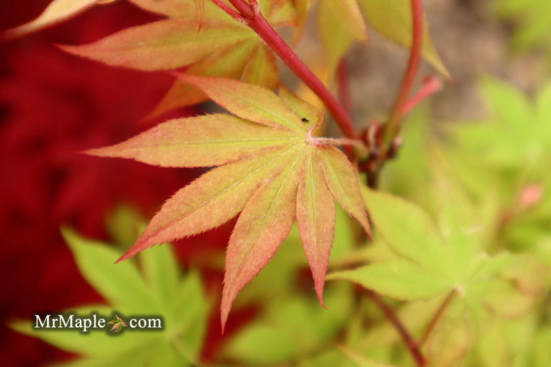- Acer palmatum 'Ichigyoji' Japanese Maple - Mr Maple │ Buy Japanese Maple Trees