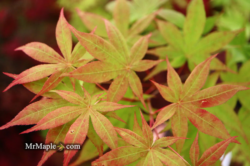 - Acer palmatum 'Ichigyoji' Japanese Maple - Mr Maple │ Buy Japanese Maple Trees
