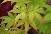 - Acer palmatum 'Ichigyoji' Japanese Maple - Mr Maple │ Buy Japanese Maple Trees