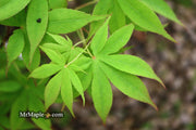 - Acer palmatum 'Ichigyoji' Japanese Maple - Mr Maple │ Buy Japanese Maple Trees