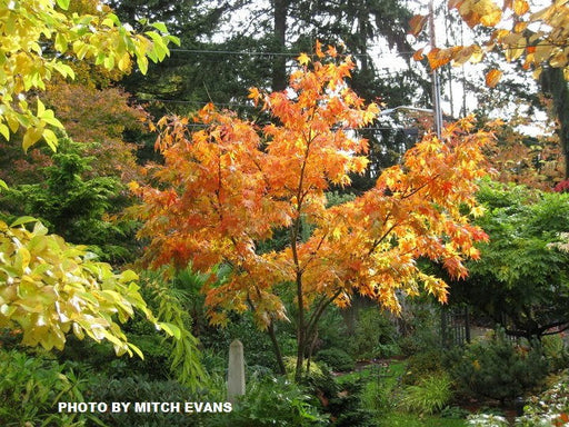 - Acer palmatum 'Iijima sunago' Japanese Maple - Mr Maple │ Buy Japanese Maple Trees