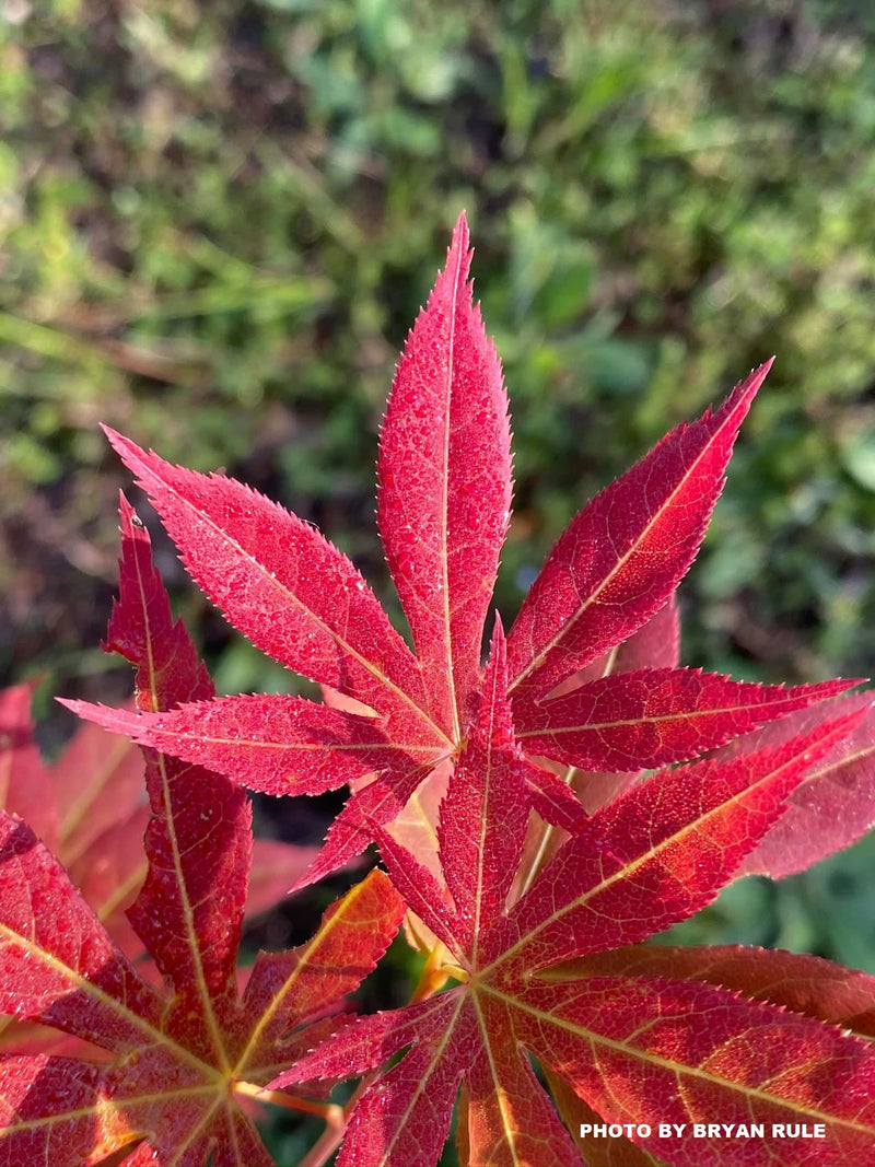 - Acer palmatum 'Iijima sunago' Japanese Maple - Mr Maple │ Buy Japanese Maple Trees