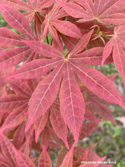 - Acer palmatum 'Iijima sunago' Japanese Maple - Mr Maple │ Buy Japanese Maple Trees