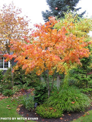 - Acer palmatum 'Iijima sunago' Japanese Maple - Mr Maple │ Buy Japanese Maple Trees