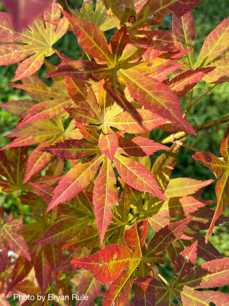 - Acer palmatum 'Iijima sunago' Japanese Maple - Mr Maple │ Buy Japanese Maple Trees