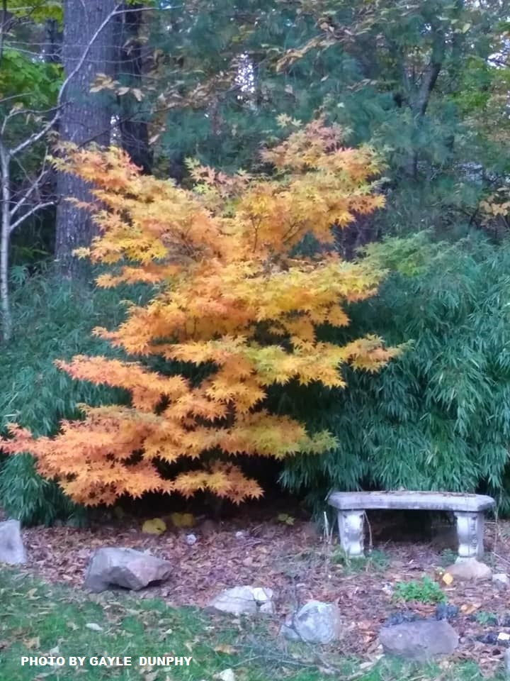 - Acer palmatum 'Iijima sunago' Japanese Maple - Mr Maple │ Buy Japanese Maple Trees