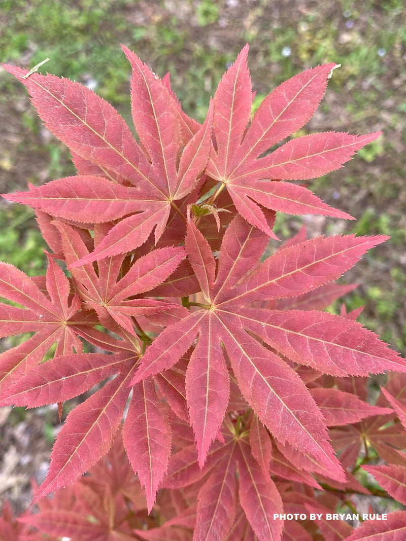 - Acer palmatum 'Iijima sunago' Japanese Maple - Mr Maple │ Buy Japanese Maple Trees