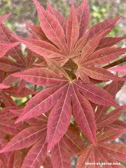 - Acer palmatum 'Iijima sunago' Japanese Maple - Mr Maple │ Buy Japanese Maple Trees