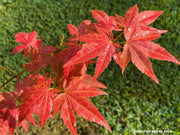 - Acer palmatum 'Iijima sunago' Japanese Maple - Mr Maple │ Buy Japanese Maple Trees