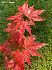 - Acer palmatum 'Iijima sunago' Japanese Maple - Mr Maple │ Buy Japanese Maple Trees