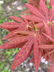 - Acer palmatum 'Iijima sunago' Japanese Maple - Mr Maple │ Buy Japanese Maple Trees