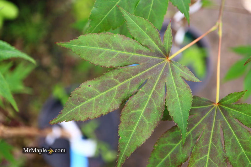 - Acer palmatum 'Illini Sunrise' Japanese Maple - Mr Maple │ Buy Japanese Maple Trees