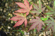 - Acer palmatum 'Illini Sunrise' Japanese Maple - Mr Maple │ Buy Japanese Maple Trees