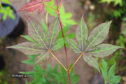 - Acer palmatum 'Illini Sunrise' Japanese Maple - Mr Maple │ Buy Japanese Maple Trees