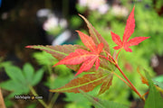 - Acer palmatum 'Illini Sunrise' Japanese Maple - Mr Maple │ Buy Japanese Maple Trees