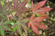 - Acer palmatum 'Illini Sunrise' Japanese Maple - Mr Maple │ Buy Japanese Maple Trees