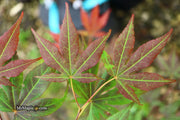 - Acer palmatum 'Illini Sunrise' Japanese Maple - Mr Maple │ Buy Japanese Maple Trees