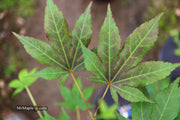 - Acer palmatum 'Illini Sunrise' Japanese Maple - Mr Maple │ Buy Japanese Maple Trees
