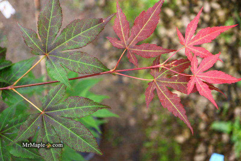- Acer palmatum 'Illini Sunrise' Japanese Maple - Mr Maple │ Buy Japanese Maple Trees