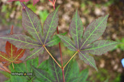 - Acer palmatum 'Illini Sunrise' Japanese Maple - Mr Maple │ Buy Japanese Maple Trees