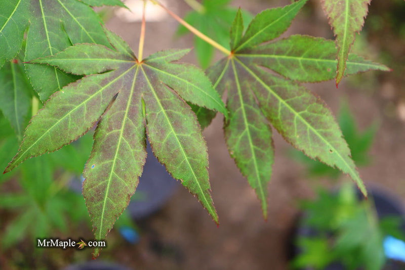 - Acer palmatum 'Illini Sunrise' Japanese Maple - Mr Maple │ Buy Japanese Maple Trees