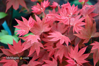 Plants- Acer palmatum 'In The Pink' Dwarf Red Japanese Maple Tree - Mr Maple │ Buy Japanese Maple Trees