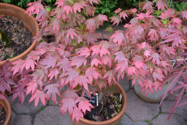 - Acer palmatum 'In The Pink' Dwarf Red Japanese Maple Tree - Mr Maple │ Buy Japanese Maple Trees