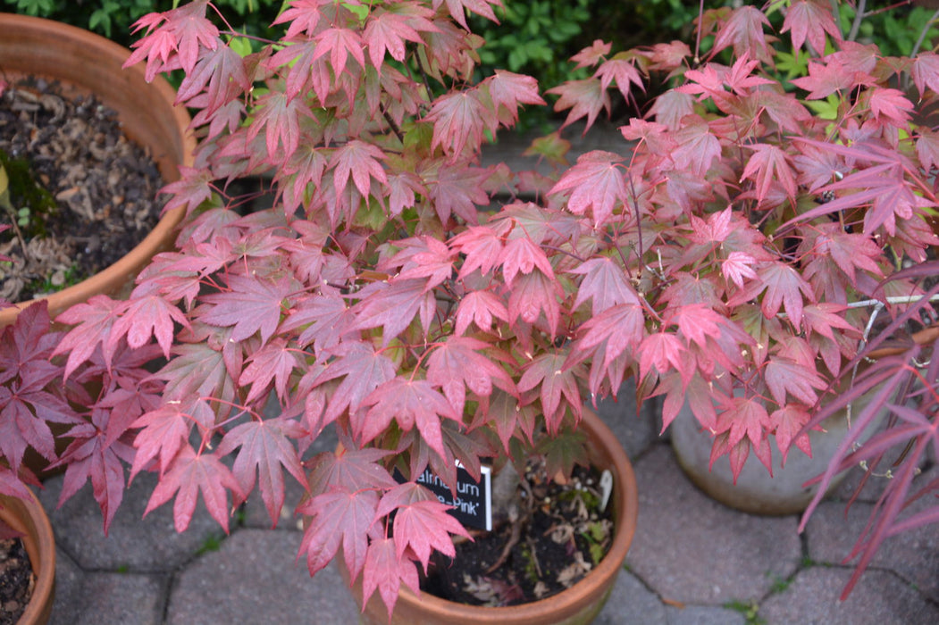 Acer palmatum 'In The Pink' Dwarf Red Japanese Maple Tree - Mr Maple │ Buy Japanese Maple Trees