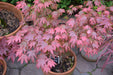 Acer palmatum 'In The Pink' Dwarf Red Japanese Maple Tree - Mr Maple │ Buy Japanese Maple Trees