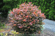 Acer palmatum 'In The Pink' Dwarf Red Japanese Maple Tree - Mr Maple │ Buy Japanese Maple Trees