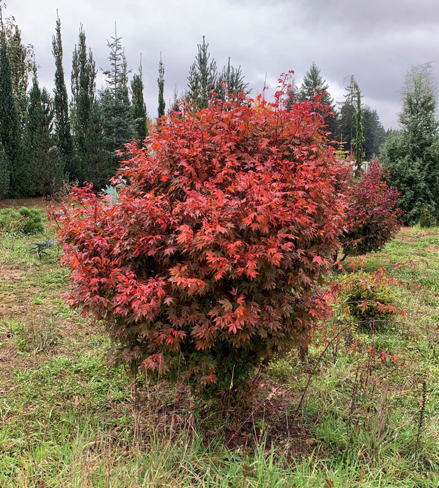 Acer palmatum 'In The Pink' Dwarf Red Japanese Maple Tree - Mr Maple │ Buy Japanese Maple Trees